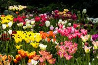 Essai de tulipes dans le jardin de coupe de Perch Hill