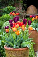 Tulipa 'Havran', 'Prinses Irene' et 'Coleur Cardinal' poussant en pots dans le jardin oast à Perch Hill