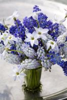 Arrangement de fleurs de printemps avec Muscari 'Valerie Finnis' et M. armeniacum avec Ipheion uniflorum