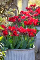 Pots galvanisés de Tulipa 'Rococo' sur le balcon de la maison oast à Perch Hill