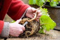 Prendre des boutures de racines d'Acanthus mollis cultivées en pot 'Hollard's Gold' - couper les racines plus grosses