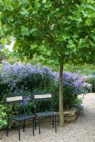 Deux chaises sous le spécimen Platanus hispanica 'Alphens Globe' arbre - Le Picton Garden, Colwall, Worcestershire