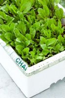 Betterave 'Pronto', feuille de salade de bébé cultivée dans une vieille boîte à poisson en polystyrène