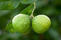 Citrus x hystrix - Kaffir Lime cultivé en intérieur