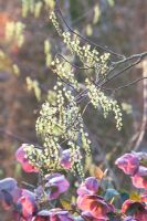 Stachyurus chinensis 'Joy Forever' recouvert d'Helleborus orientalis 'Winter Beauty'