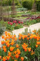 Tulipes dans le potager de Perch Hill au printemps. Tulipa 'Ballerine' au premier plan. Des noisetiers tissés bas bordent les bordures végétales