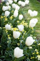 Tulipa 'Ivory Floradale' avec Erysimum 'Primrose' à Perch Hill