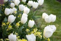 Tulipa 'Ivory Floradale' avec Erysimum 'Primrose' à Perch Hill