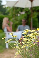 Homme et femme assis à l'extérieur dans le jardin, Anthemis tinctoria 'EC Buxton' en premier plan