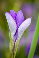 Iris unguicularis 'Mary Barnard' - fleur d'ouverture