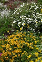 Potentille 'Abbotswood' avec Sedum floriferum 'Weihenstephaner Gold' et Allium moly
