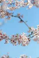 Prunus pendula var. Ascendens Rosea - Cerisier japonais