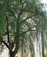 Salix babylonica 'Pendula' - Saule pleureur