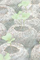 Brassica oleracea - Plants Calabrese 'Green Magic' poussant en boulettes sans tourbe