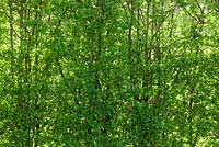 Nouvelles feuilles vertes fraîches de Crataegus monogyna - haie d'aubépine au printemps