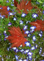 Feuilles d'automne d'Acer japonicum 'Aconitifolium' dans un tapis de Lobelia 'Superstar'