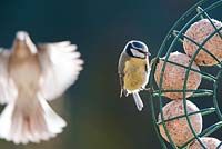 Parus Cearuleus - Mésange bleue sur mangeoire ronde avec gros oiseau volant