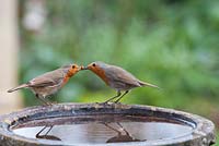 Erithacus rubecula - mâle Robin nourrir femelle Robin un vers de farine sur un bain d'oiseaux