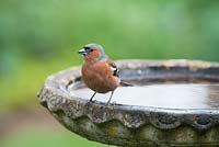Fringilla coelebs - Pinson des arbres sur un bain d'oiseaux de jardin