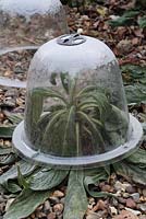 Givre sur protection cloche d'Echium pininana 'Tour des Joyaux' en février