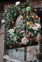 Couronne d'hiver d'arbustes ornementaux - Myrtus communius, Viburnum tinus, cynorhodons de Rosa 'Red Facade' et Rosemarinus officinalis sur porte de cabanon