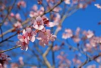 Prunus sargentii - Cerise de Sargent