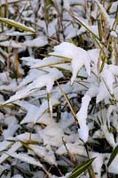 Pleioblastus variegatus syn. Arundianaria fortunei couvert de neige