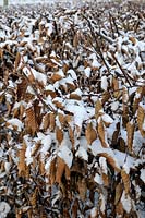Carpinus betulus - Haie de charme couverte de neige