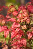 Nandina domestica 'Fire Power'