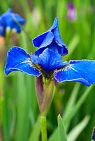 Iris sibirica 'Wealden Nocturne '. Ferme Aulden