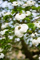 Fleurs de Cornus nuttallii - Rousham House, Bicester, Oxon, Royaume-Uni