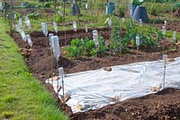 Revêtement plastique sur bordure végétale afin de réchauffer le sol, avant semis, sur un lotissement