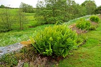 Des fougères et des joncs sont plantés à l'intérieur du mur qui se propage à la campagne de Northumbrie - Herterton House, Hartington, Northumberland, UK