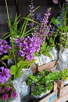 Les plantes sont soulevées du sol et enveloppées dans du papier journal prêt à vendre - Herterton House, Hartington, Northumberland, Royaume-Uni
