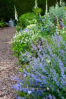 Parterre de fleurs avec Nepeta, Astrantia, Viola cornuta Alba Group, Digitalis et Salvia - Mindrum, nr Cornhill on Tweeds, Northumberland, UK