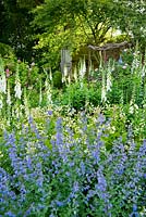 Parterre de fleurs planté de Nepeta, de la vessie, de Silene vulgaris et de digitales blanches - Mindrum, nr Cornhill on Tweeds, Northumberland, UK