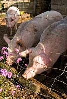 Milieu x gros cochons blancs - Yews Farm, Martock, Somerset, UK