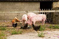 Moyen x gros porcs blancs recyclent les déchets ménagers en bacon et saucisses - Yews Farm, Martock, Somerset, UK