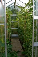 Serre pleine de jardiniers 'Delight tomates, concombres et poivrons - Yews Farm, Martock, Somerset, UK