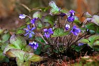 Hepatica nobilis 'Cobalt'