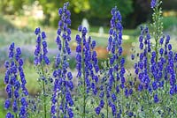 Aconitum 'Bressingham Spire', juillet