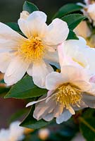 Camellia sasanqua 'Narumigata' en décembre