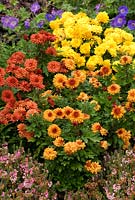 Dendranthemum 'Igloo Series' - Chrysanthème 'Rosy Igloo', Chrysanthemum 'Sunny Igloo' et Chrysanthemum 'Warm Igloo' en septembre