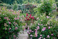 Vue sur roseraie entourée de treillis. Les roses de premier plan comprennent - Rosa 'Pink Grootendorst', Rosa 'Raubritter' (hybride 'Macrantha '), syn. R. x macrantha' Raubritter 'et Rosa' Etoile de Holland '