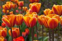 Tulipa 'cassonade'