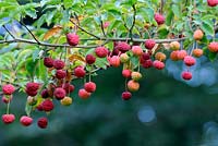 Cornus x Norman Haddon - fruits mûrs en automne