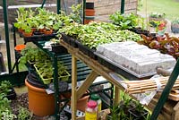 À l'intérieur d'une serre au début du printemps avec des plateaux de jeunes plantes sur des étagères, y compris le géranium, le bégonia et les impatiens