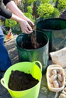 Femme plantant des pommes de terre, Solanum tuberosum 'Linda' dans des sacs de culture