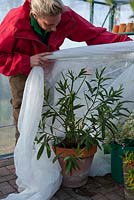 Isoler les plantes tendres dans la serre avec de la toison pendant la période hivernale