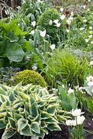 Parterre de printemps avec Tulipa 'White Triumphator', Buxus, Pulmonaria et Crambe cordifolia